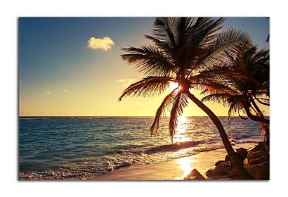 Fototapeta Palm tree on the tropical beach 24841